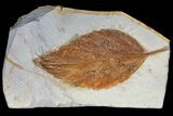 Fossil Hackberry (Celtis) Leaf - Montana #120824-1